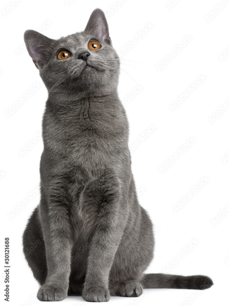 Obraz premium Chartreux kitten, 5 months old, in front of white background