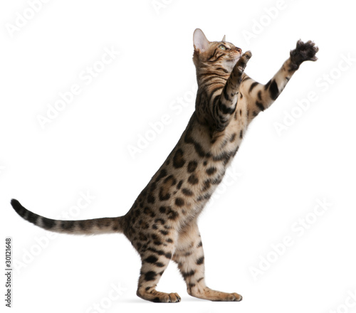 Bengal kitten, 5 months old, in front of white background