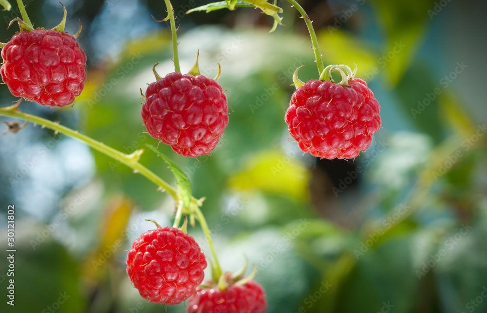Red raspberry on the branch Red raspberry on the branch