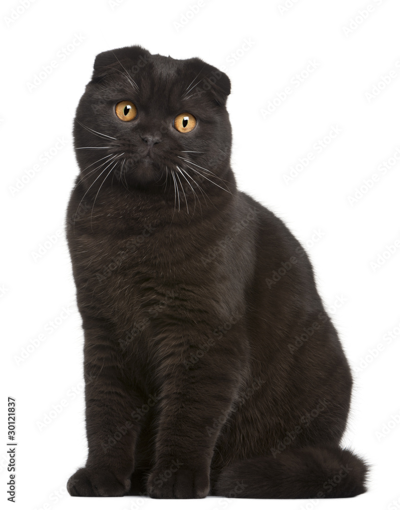 Scottish Fold Kitten, 8 months old, in front of white background