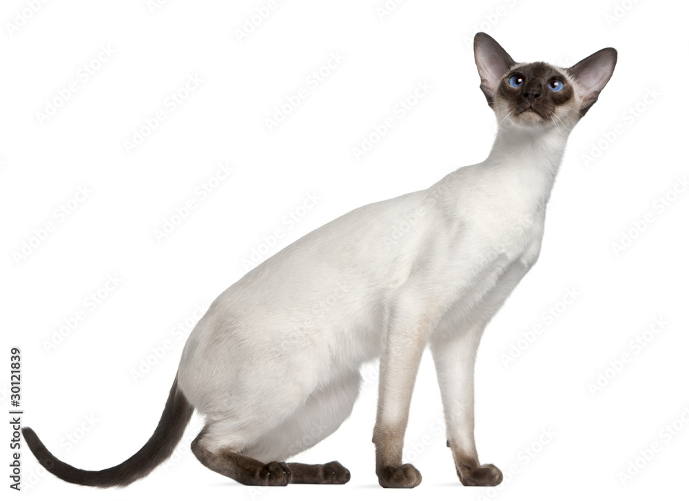 Siamese kitten, 7 months old, in front of white background