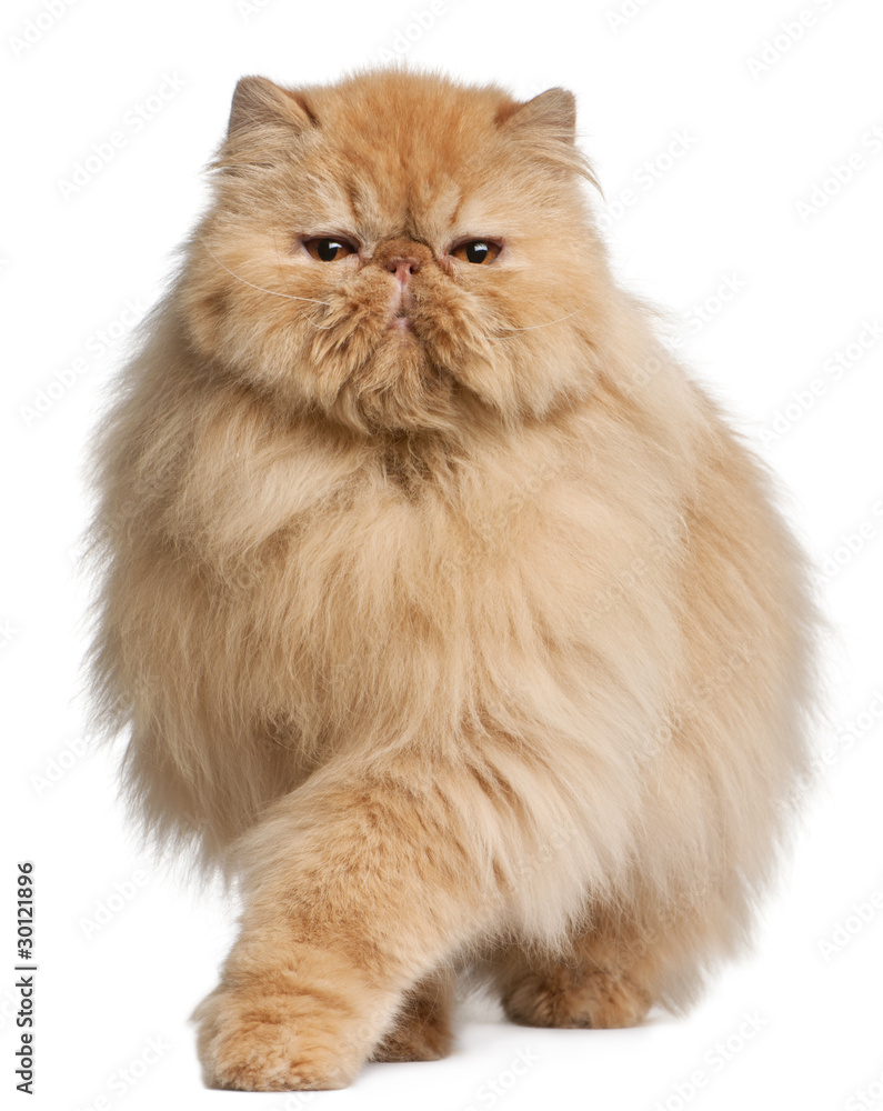 Persian cat, 3 years old, in front of white background