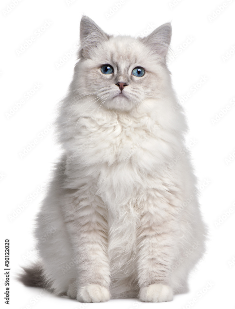 Ragdoll kitten, 5 months old, in front of white background