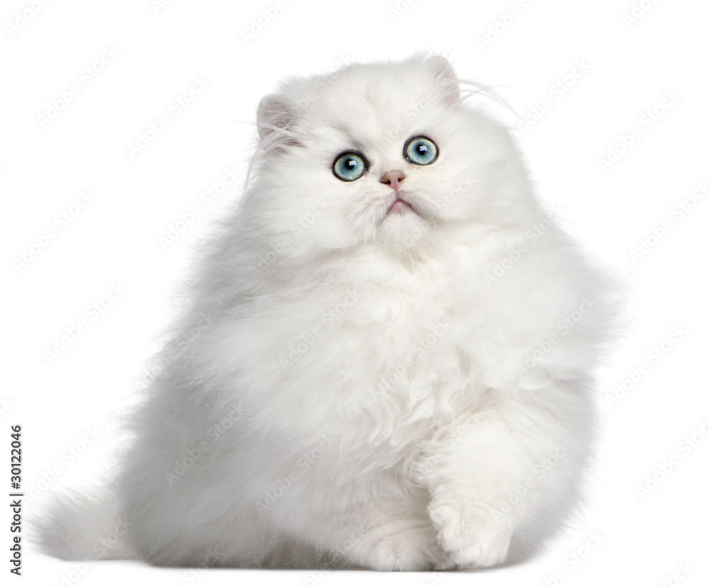Persian kitten, 4 months old, in front of white background