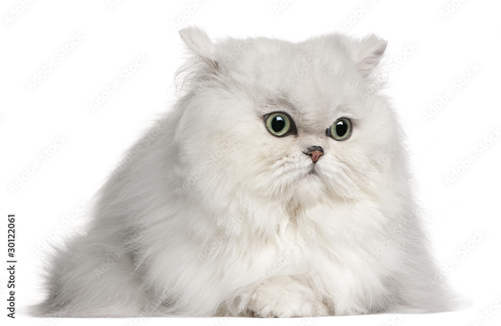 Persian cat, 2 years old, in front of white background