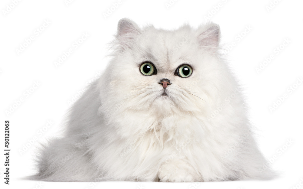 Persian cat, 2 years old, in front of white background