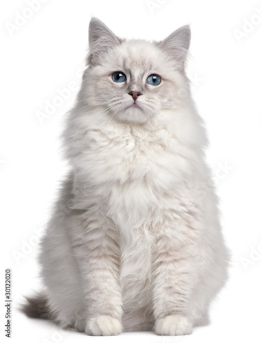 Photography Ragdoll kitten, 5 months old, in front of white background