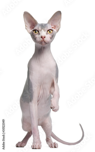 Sphynx kitten  7 months old  in front of white background
