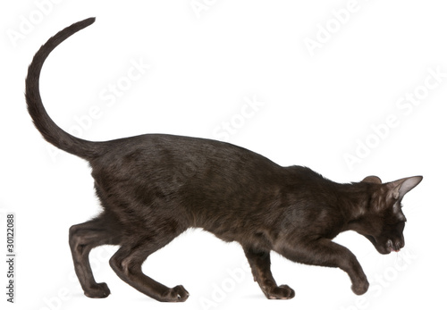 Oriental Shorthair kitten  5 months old  walking