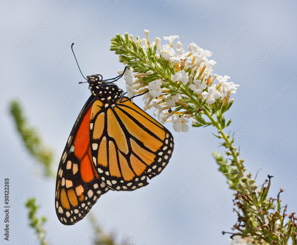 Obraz premium Monarch Butterfly