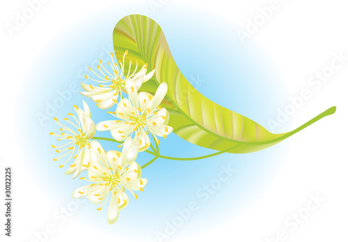 Linden flowers. Vector illustration.