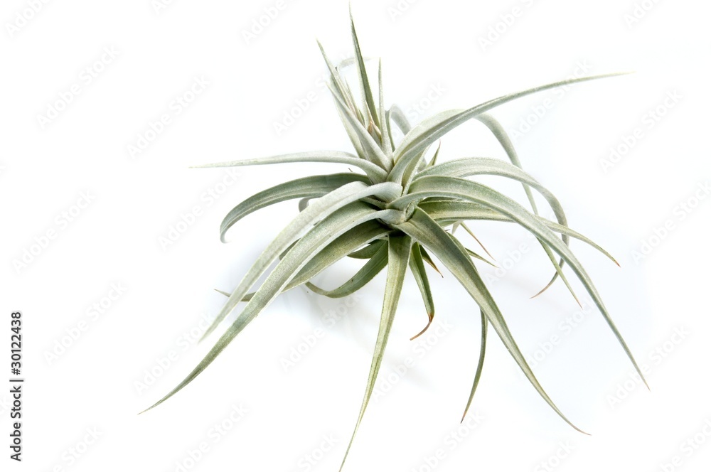 Obraz premium Tillandsias: 