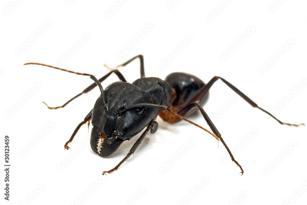 Ant isolated on white background Ant isolated on white background
