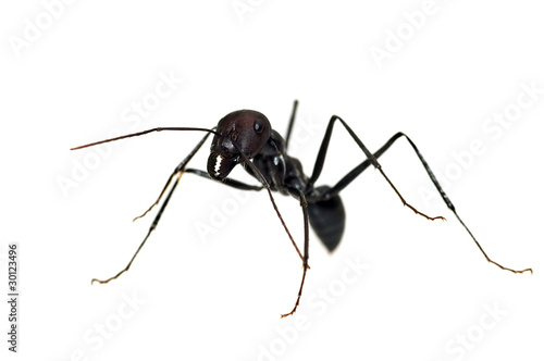 Ant isolated on white background