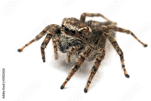 Jumping spider isolated over white