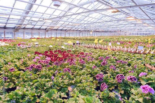 Greenhouse with Geranium plants