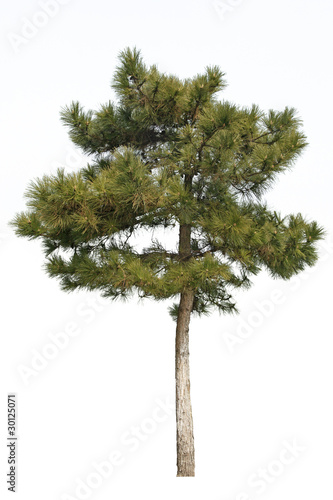 small masson pine