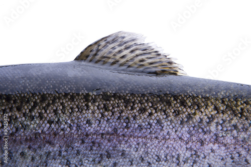 Fischflosse