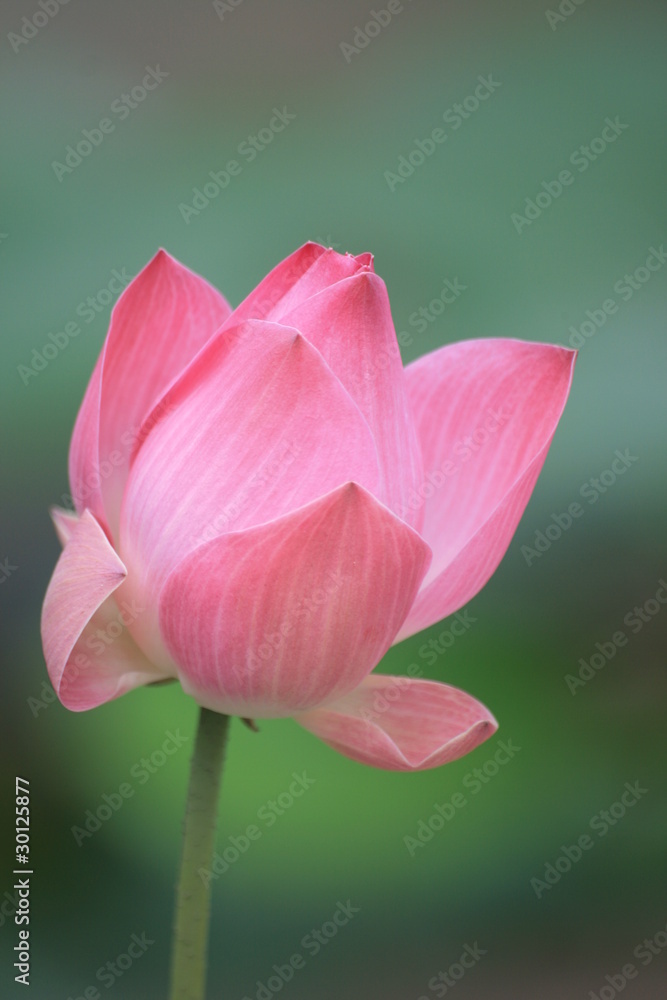 Pink lotus in Thailand.