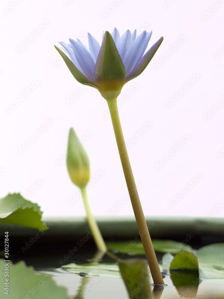 thai lotus thai lotus