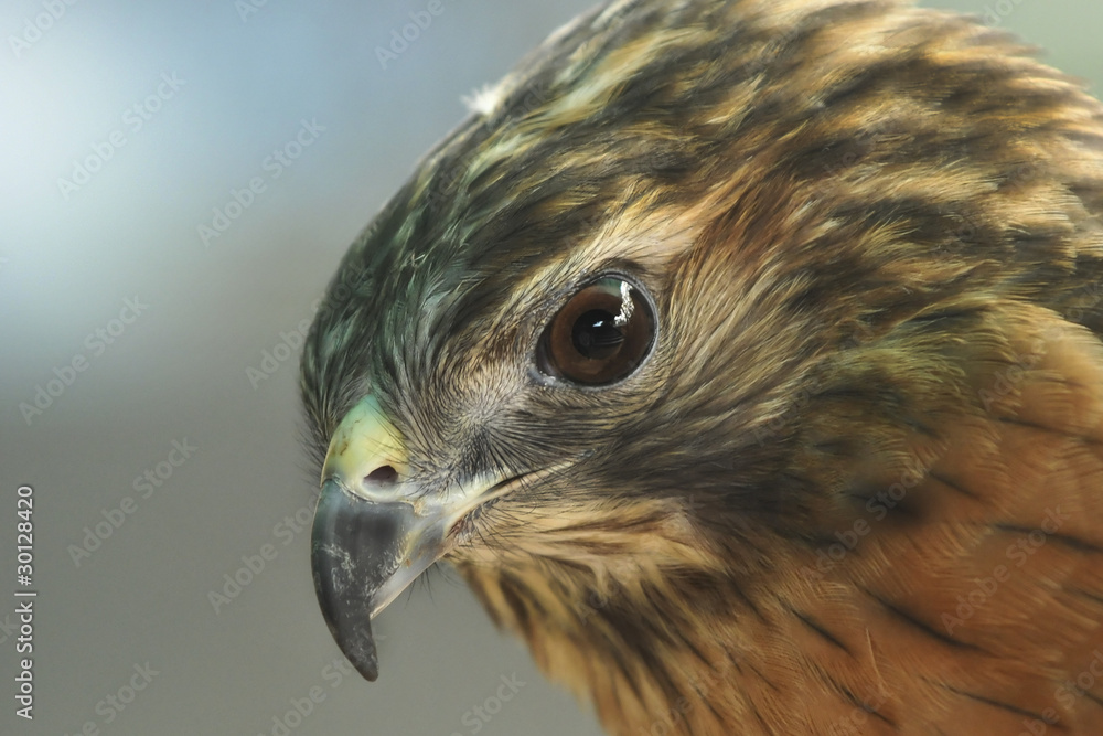 Merlin Merlin