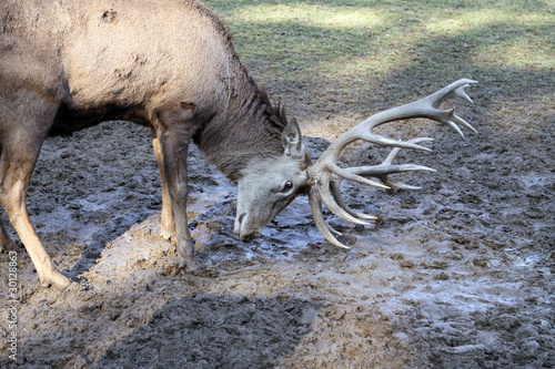 Fototapeta Naklejka Na Ścianę i Meble -  Rothirsch - Cervus elaphus