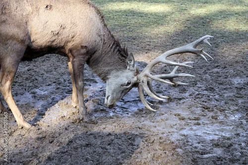 Obraz Rothirsch - Cervus elaphus