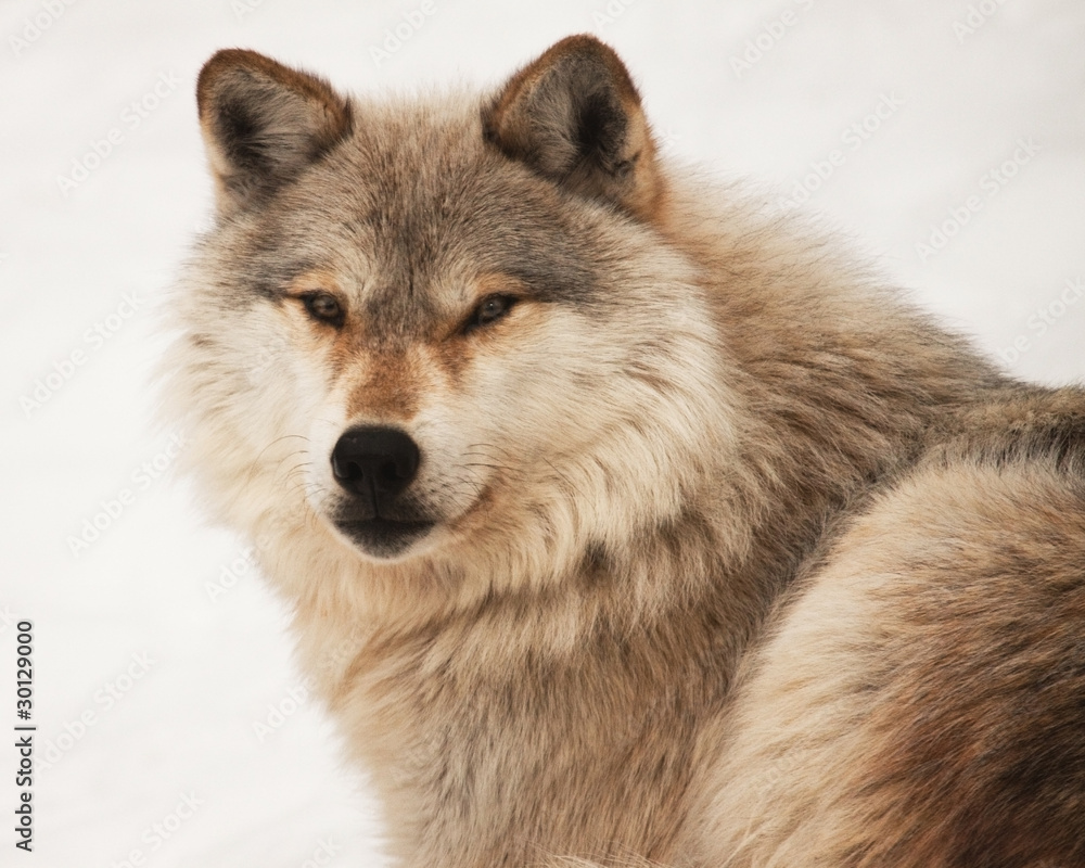 Fototapeta premium Wild Beauty