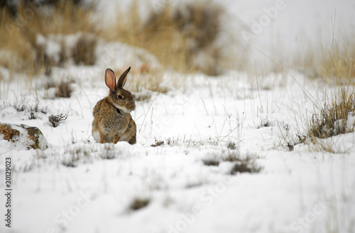 Conejo de campo en la nieve