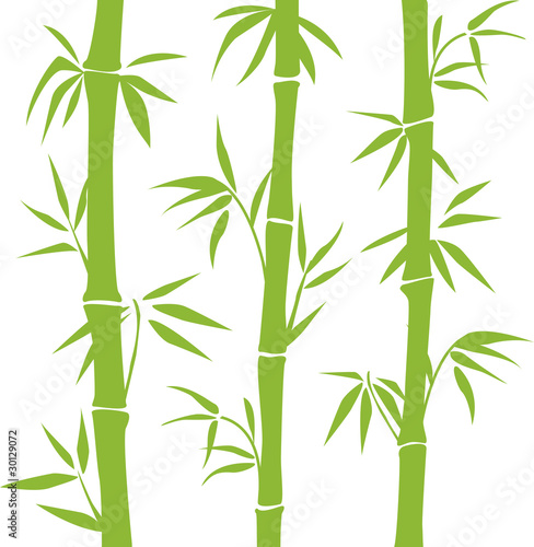 Carta da parati bambù - Carta da parati Bamboo