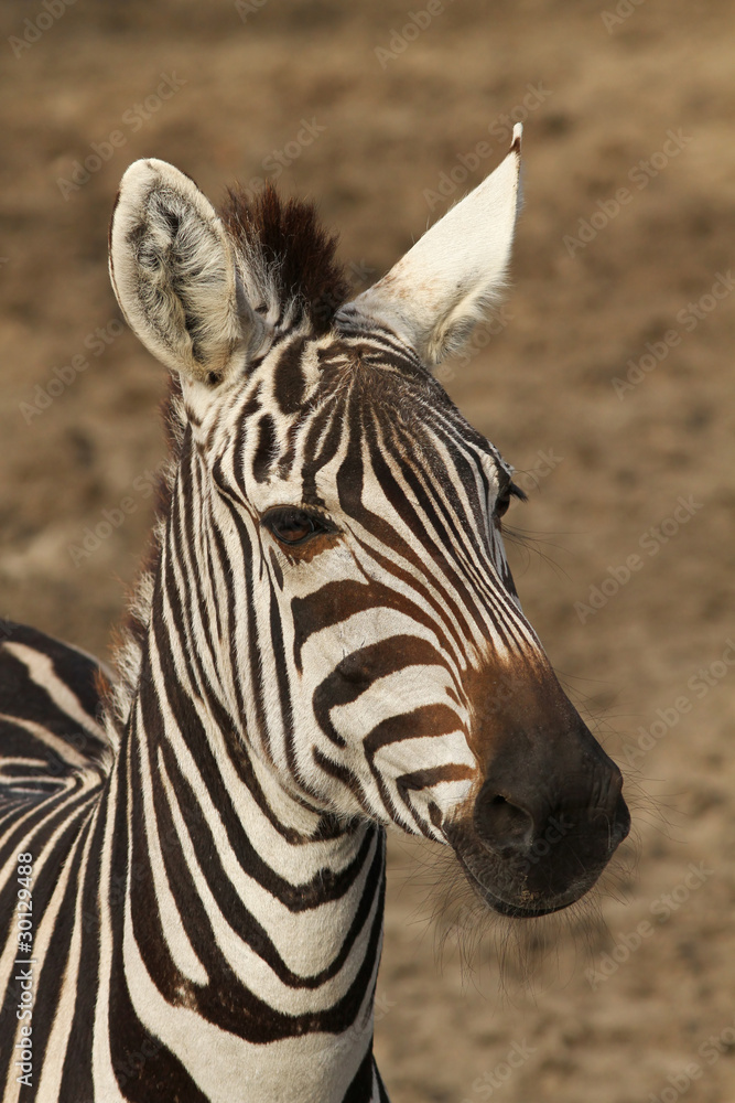 Naklejka premium Portrait of a zebra