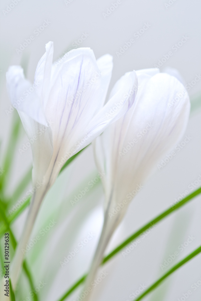 Fototapeta premium Crocus flowers