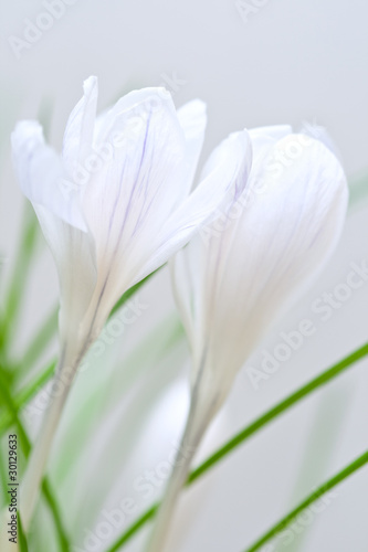 Fototapeta Naklejka Na Ścianę i Meble -  Crocus flowers