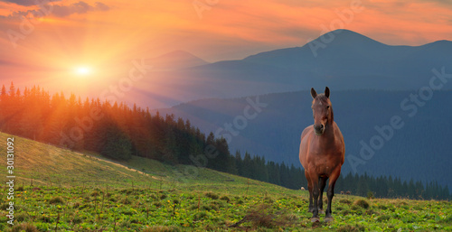 Summer landscape with horse in the mountains. Sunset photo