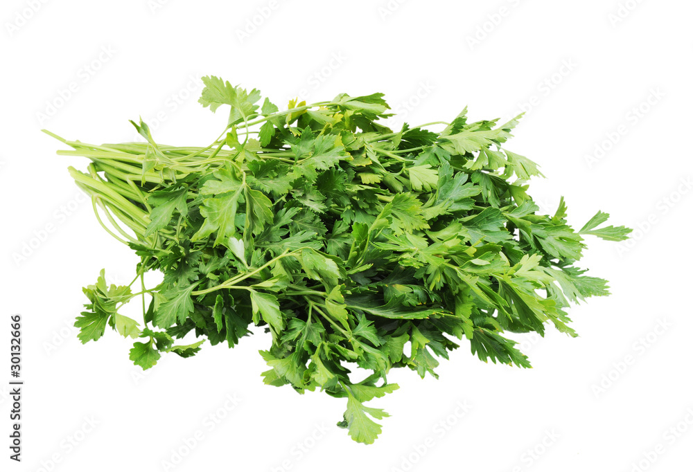 Bunch of parsley isolated on the white background Bunch of parsley isolated on the white background