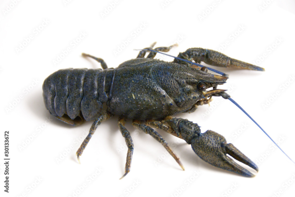Crawfish Crawfish