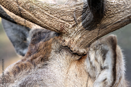 Fototapeta Naklejka Na Ścianę i Meble -  Rothirsch - Cervus elaphus