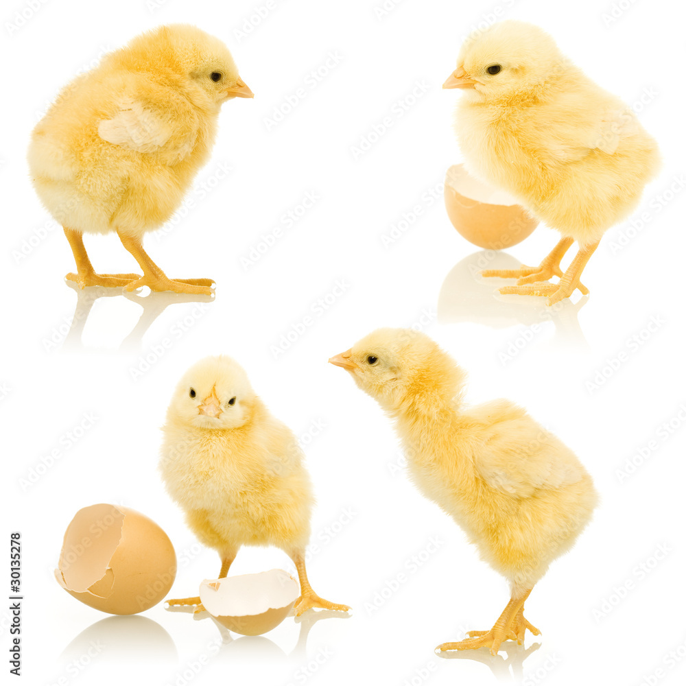 Naklejka premium Little fluffy chickens