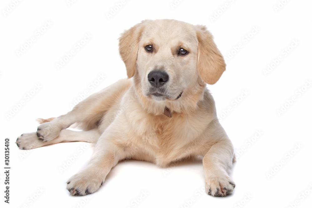 yellow Retriever Labrador dog