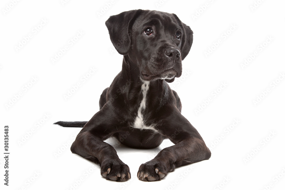 mixed breed puppy. mix from a boxer and a labrador mixed breed puppy. mix from a boxer and a labrador