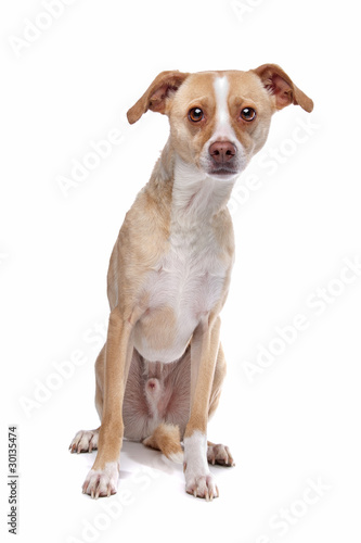 mixed breed dog , half Whippet