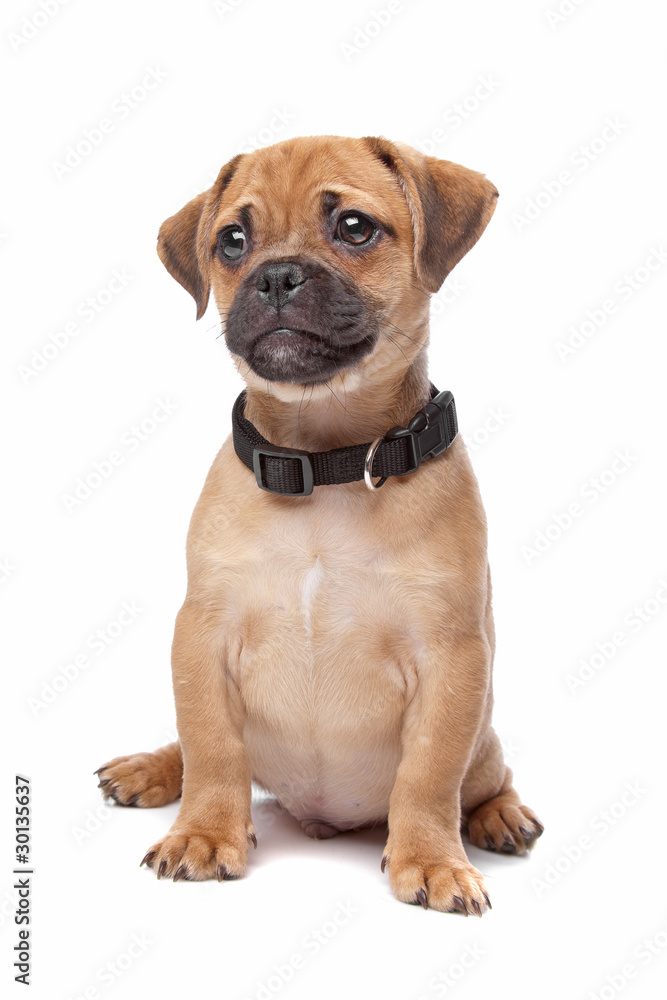 Obraz premium mix puppy, pug, cavalier king charles spaniel