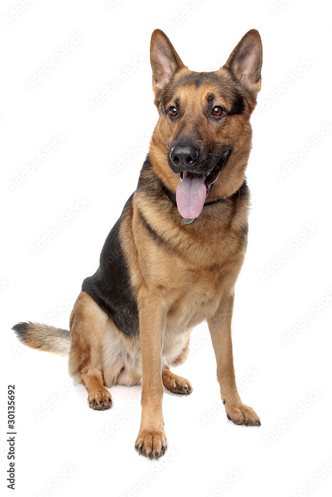 german shepherd isolated on a white background