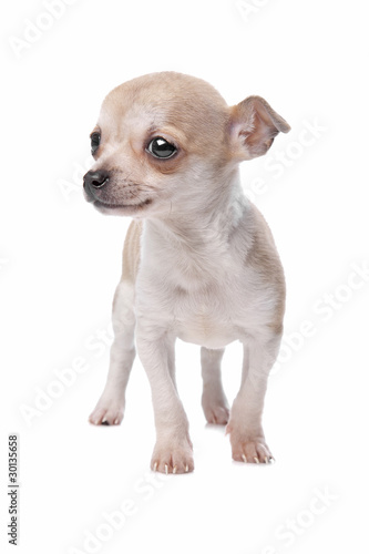 chihuahua dog isolated on white