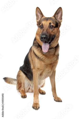 german shepherd isolated on a white background
