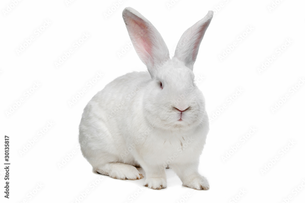 huge white rabbit huge white rabbit