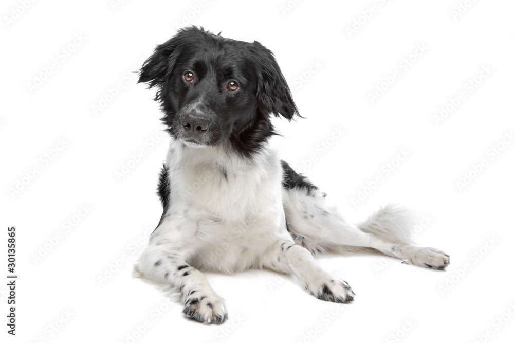 Stabyhoun or Frisian Pointing Dog