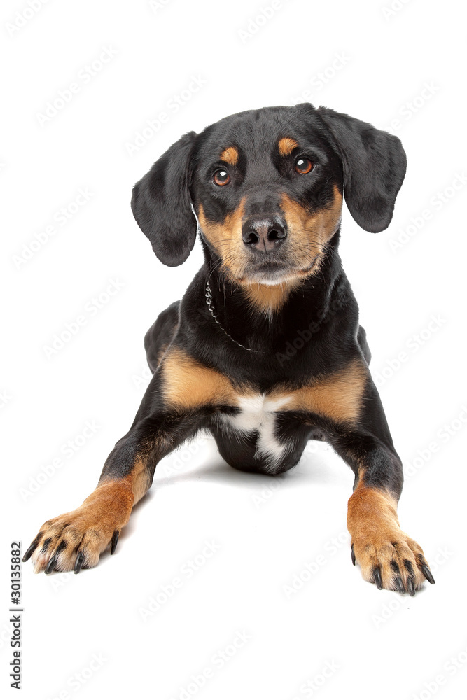 mixed breed dog, half Appenzeller Sennenhund mixed breed dog, half Appenzeller Sennenhund