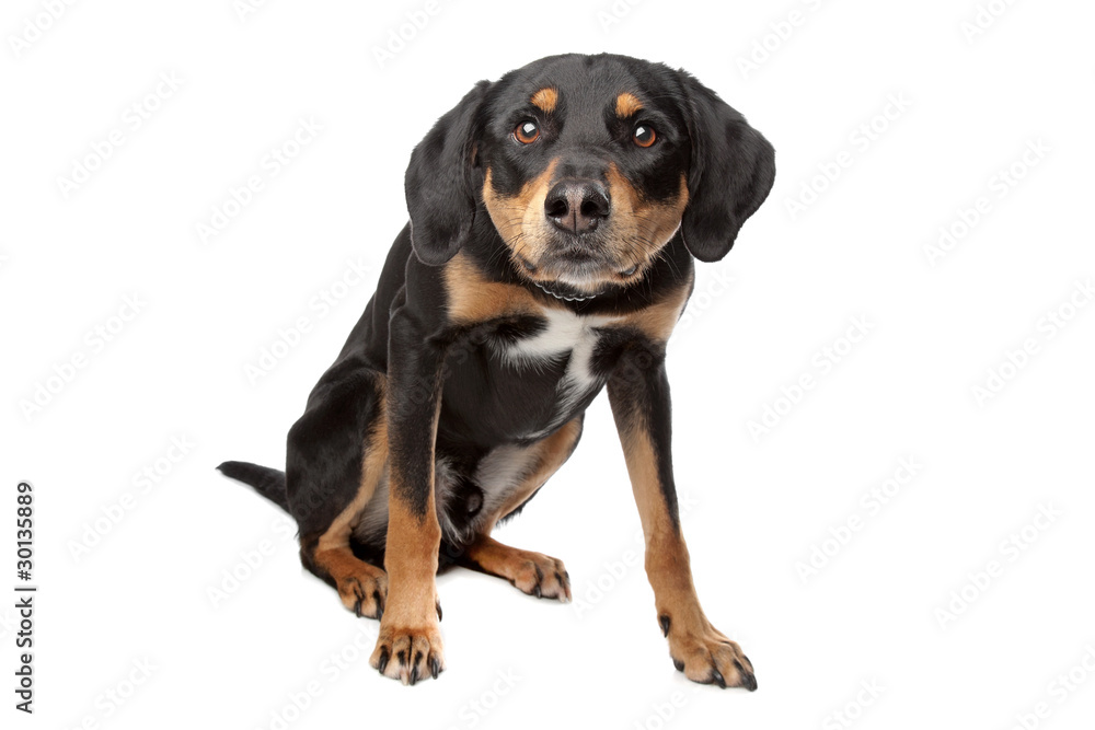 mixed breed dog, half Appenzeller Sennenhund