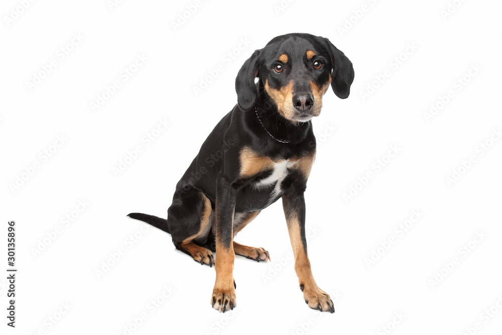 mixed breed dog, half Appenzeller Sennenhund mixed breed dog, half Appenzeller Sennenhund